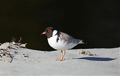 Hooded Plover